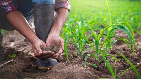  Manejo da Terra: Uma Abordagem Integrada para a Agricultura Sustentável: Unraveling Earth's Symphony and Cultivating Harmony