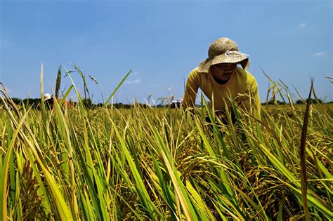 Miracle Rice:  A Bountiful Harvest of Vietnamese Agricultural Wisdom and Resilience!