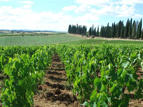  Understanding Italian Agriculture: A Journey Through Seasons and Soil - Unveiling the Tapestry of Food Production